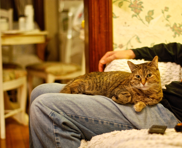 lapcat-DSC_0042