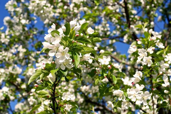 appleblossoms2013-DSC_0052