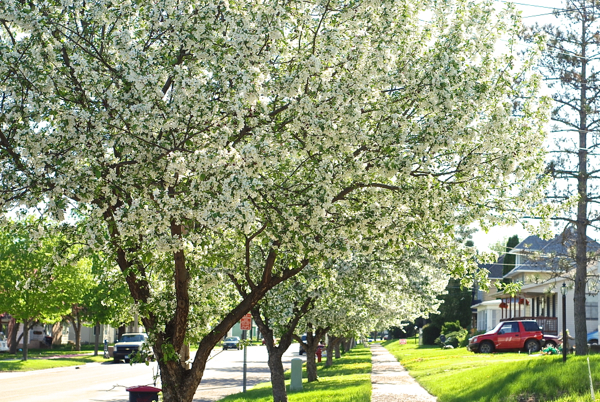 appleblossomwalk-DSC_0049