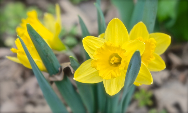 daffodils2013-DSC_0030