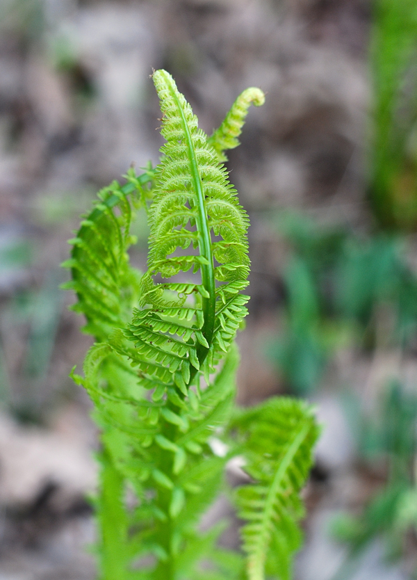 ferns2013-DSC_0034