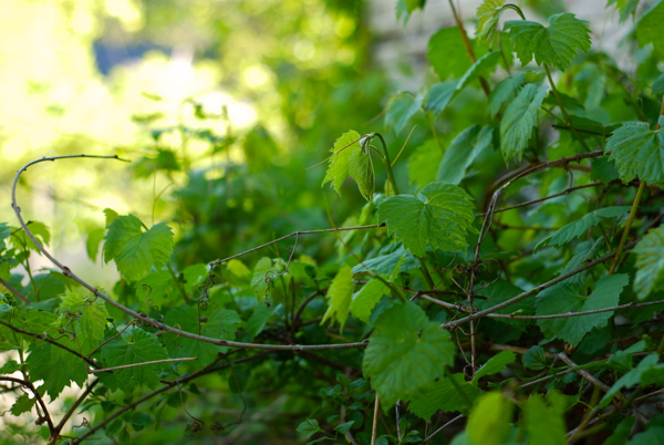 grapevines2013-DSC_0056