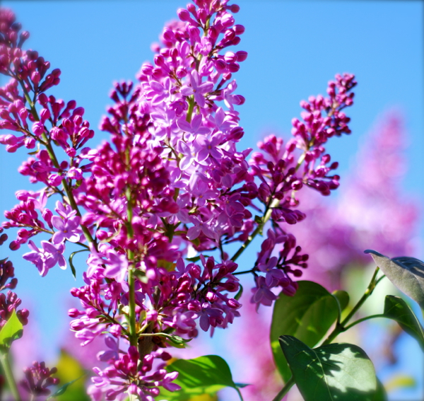 lilacs-DSC_0003