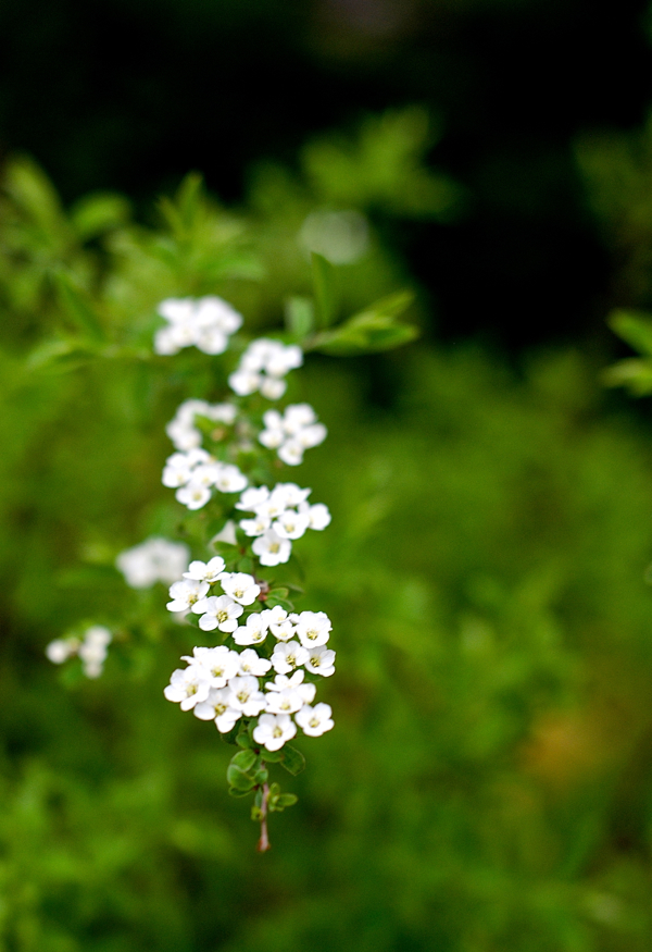 whitefairyflowers-DSC_0036