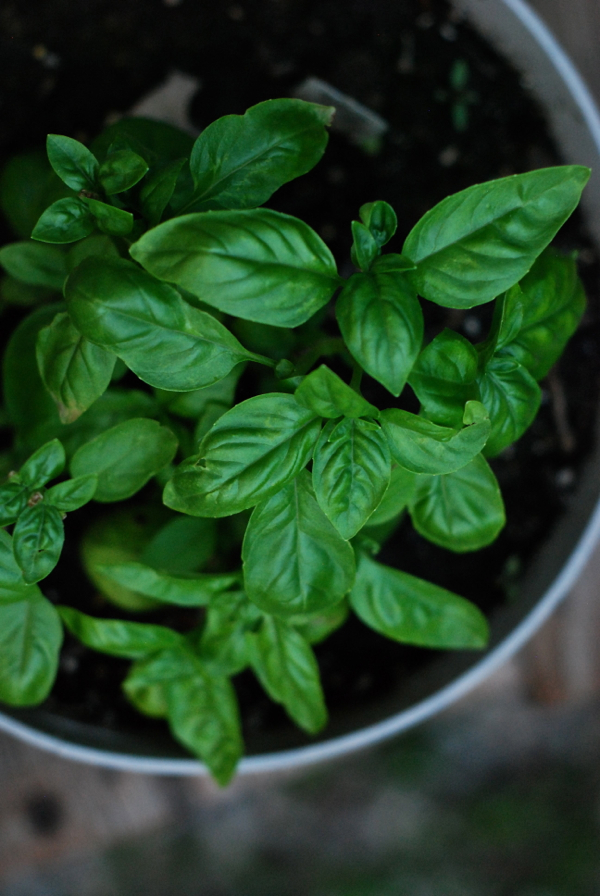 basil1