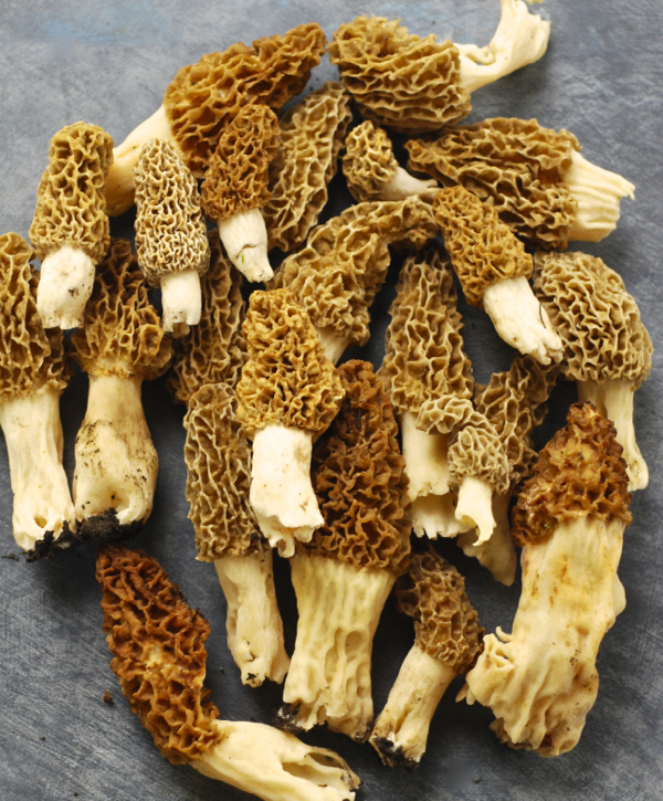 mymorels