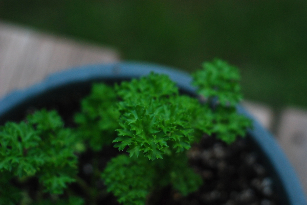 parsley1