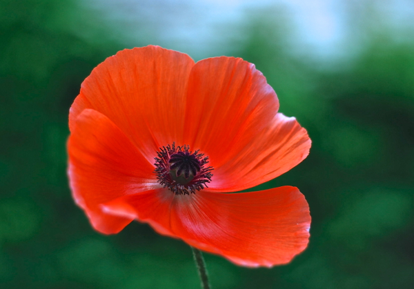 poppy2013-DSC_0082