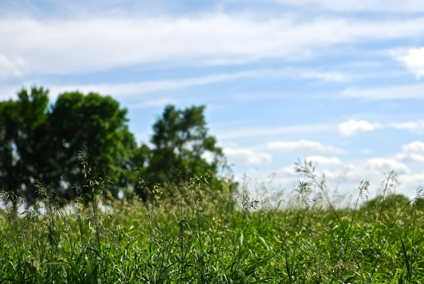 prairie