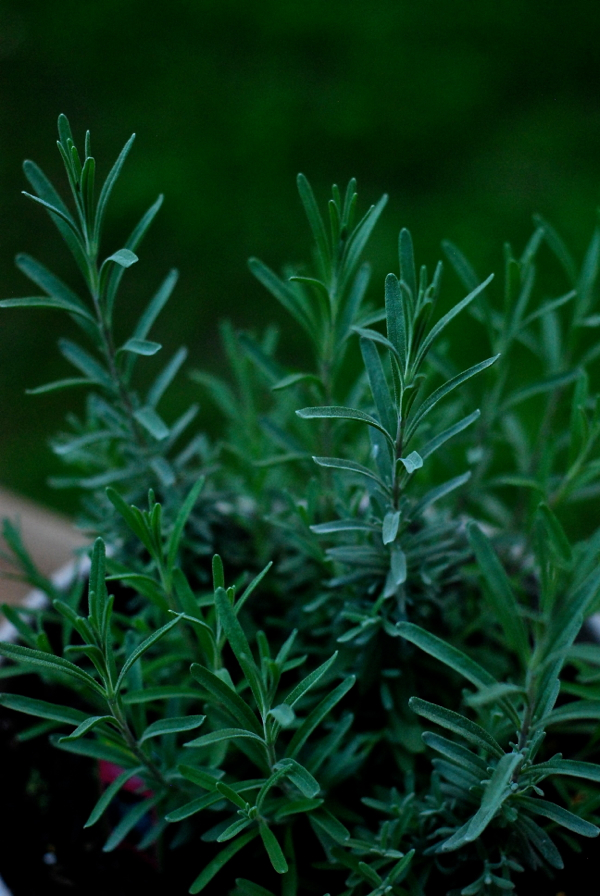 rosemary1