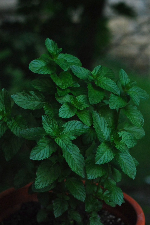 spearmint1