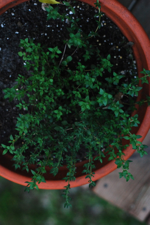 thyme1