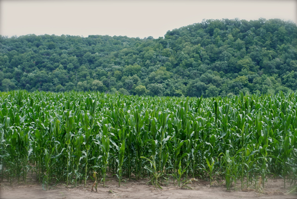 cornfield