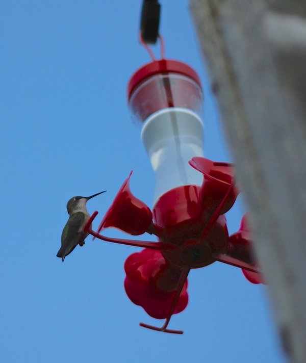 hummingbird