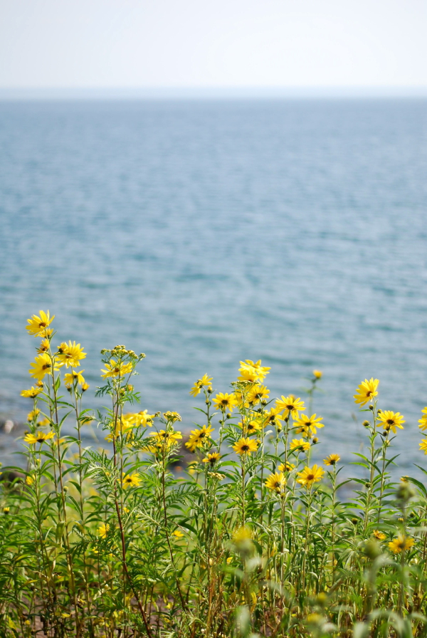 lakeflowers