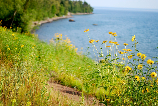 lakeflowers2