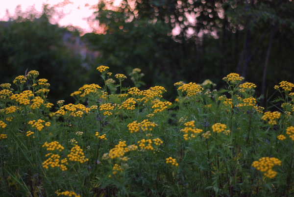 yarrow