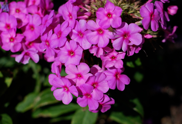 brilliantpinkflowers