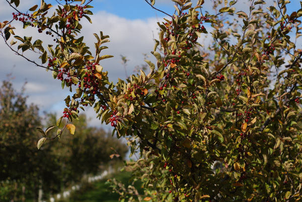 crabapple