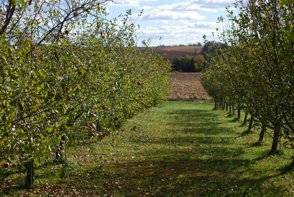 orchard