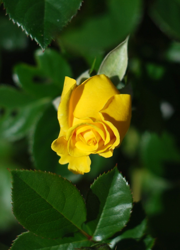 yellowrose