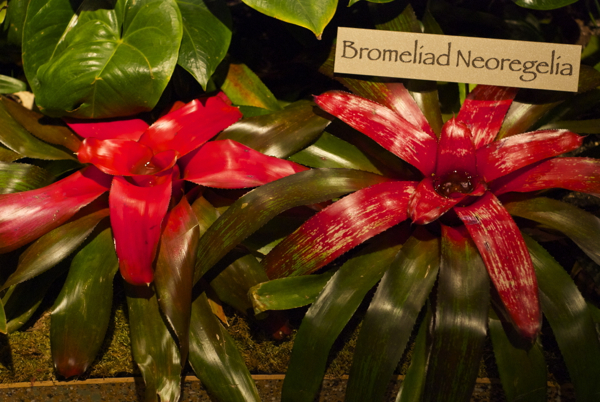 bromeliad