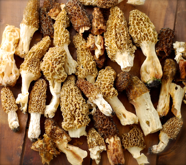 morels2014