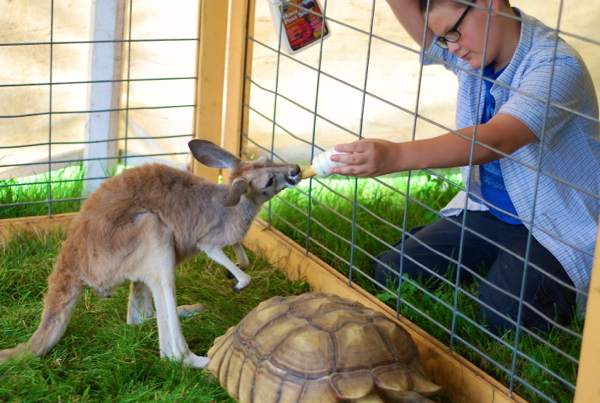 babykangaroo