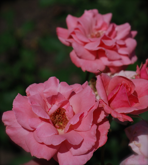 babypinkroses