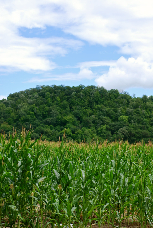 cornfield2