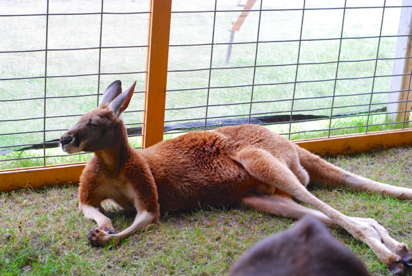 kangaroo