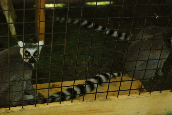 lemurs