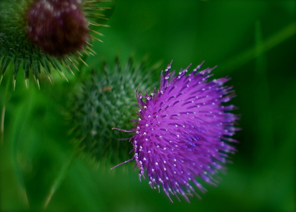 thistle