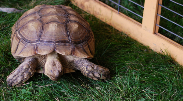 tortoise