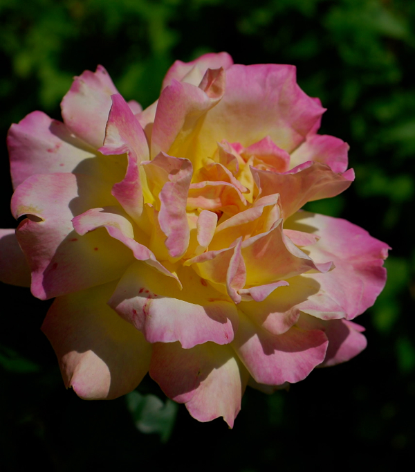 yellowpinkrose