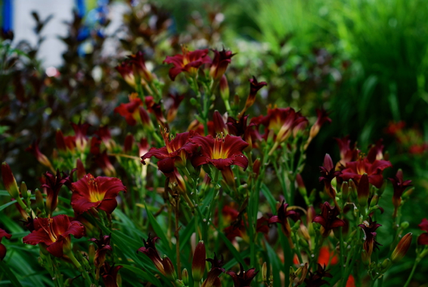 colvill-lilies