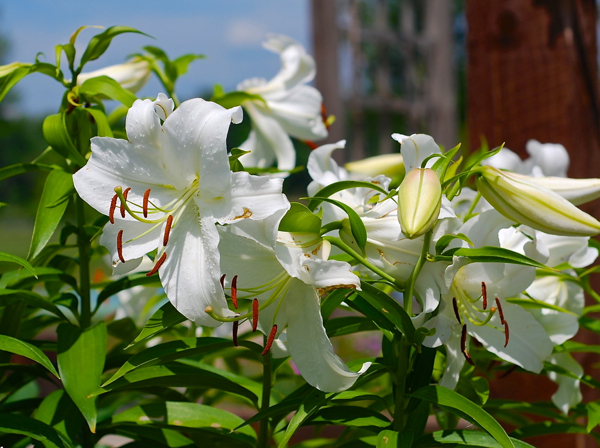 whitelilies