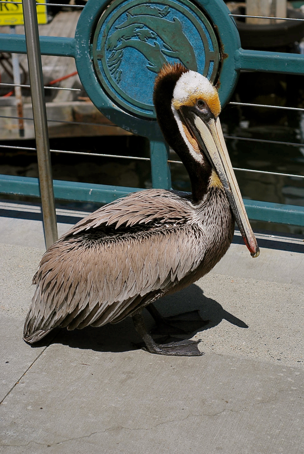 pelican