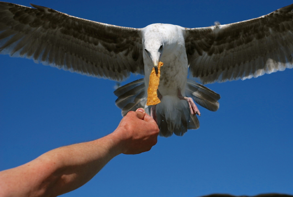 tortillagull