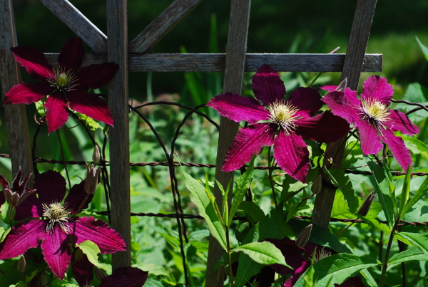 clematis