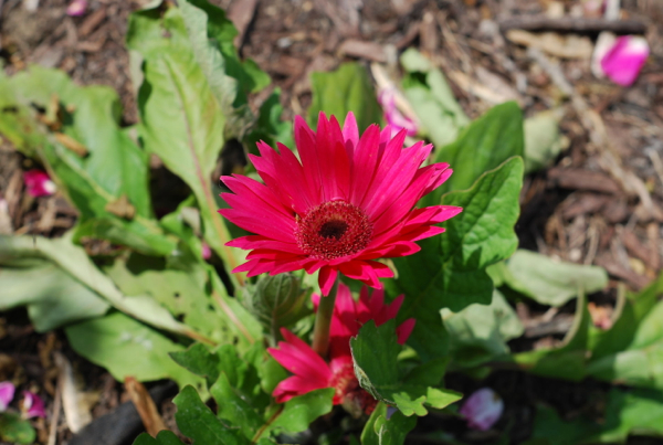 gerbera