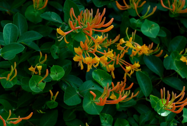 honeysuckle