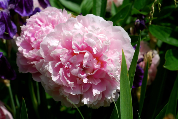 peonies