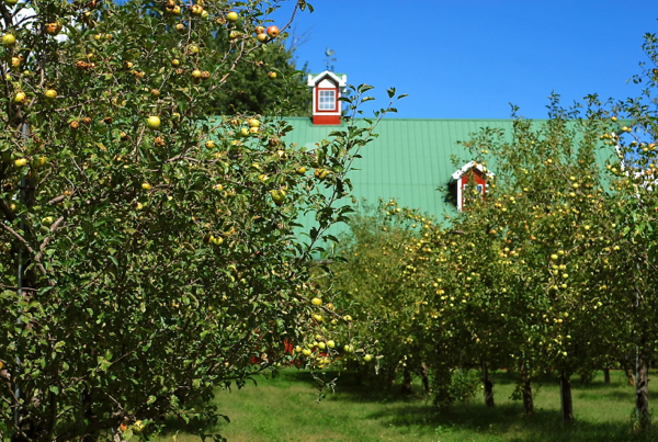 orchard1