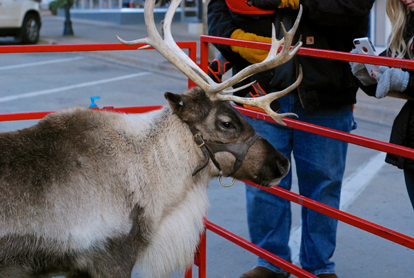 reindeerstroll