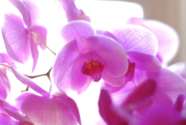 orchids3