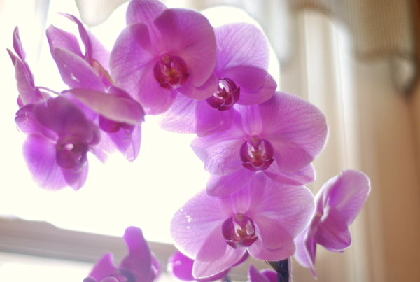 orchids4