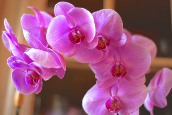 orchids5