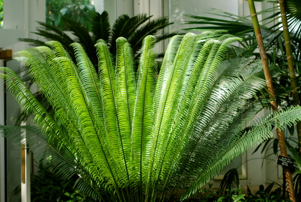 fern1