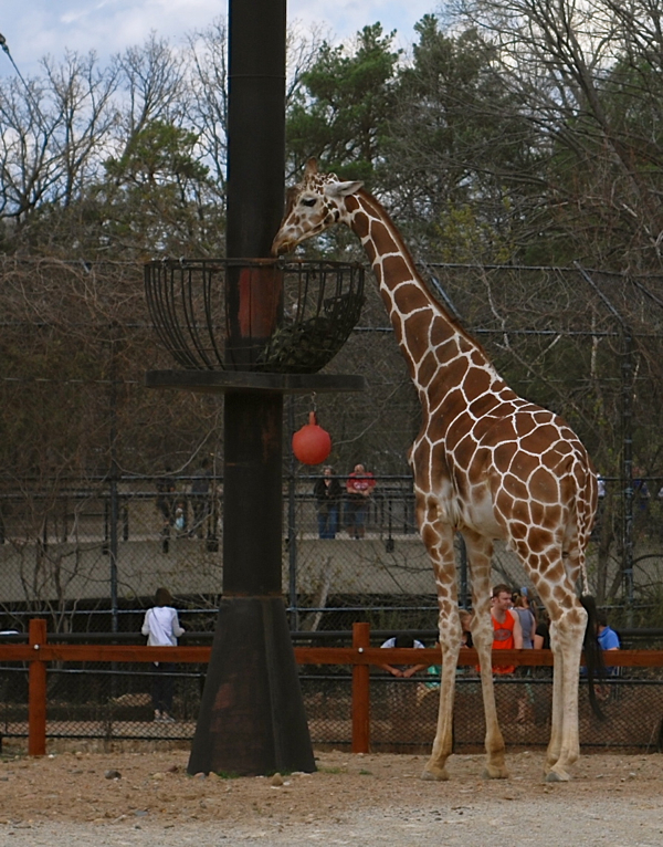 giraffe